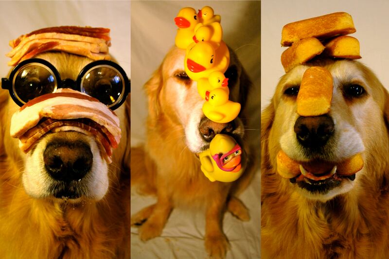 articles/2013/12/25/meet-butters-the-golden-retriever-who-doubles-as-christmas-model/131223-daly-butters2-embed_khyjya