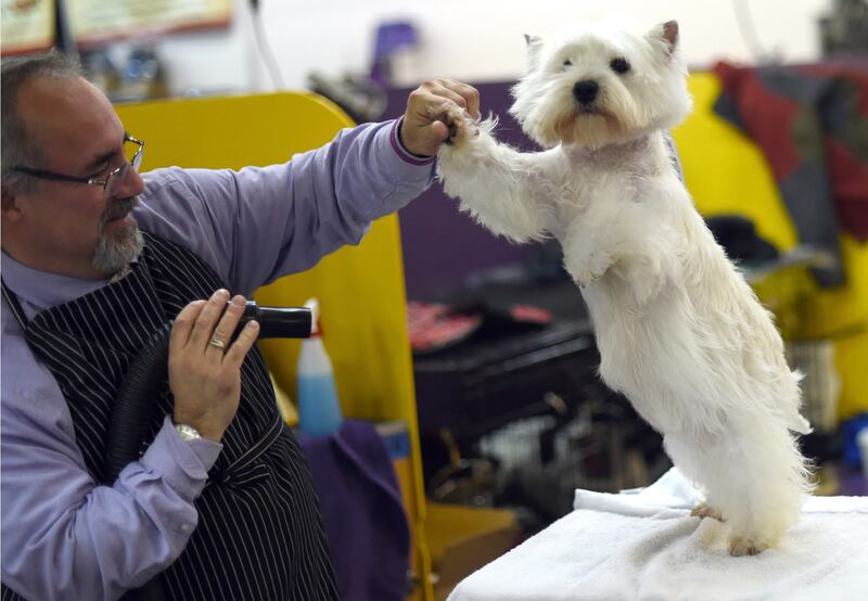 galleries/2015/02/18/westminster-kennel-clubs-annual-dog-show-photos/150217-dog-show-06_bti5qc