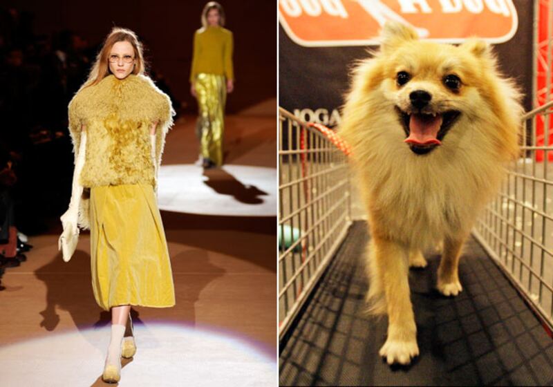 galleries/2010/02/16/westminster-fashion/westminster-fashion---jacobs_c9cag7