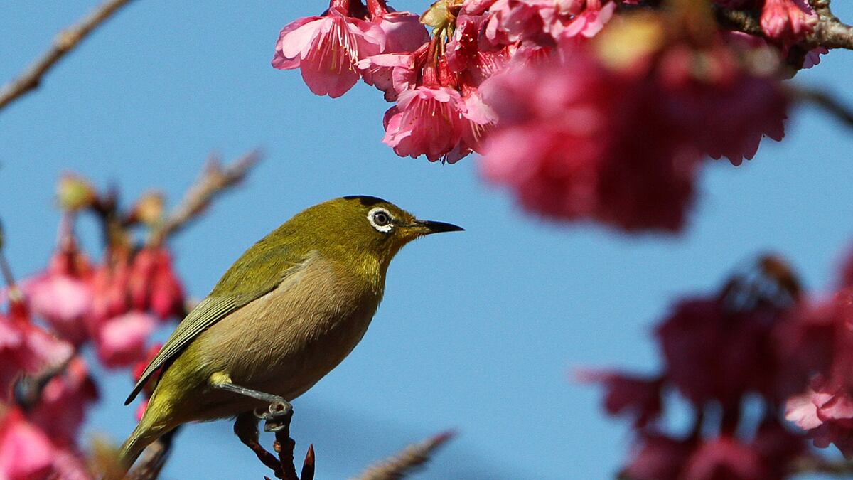 cheats/2011/07/11/snails-survive-digestion-by-birds/japanese-white-eye-110711_jytt0l