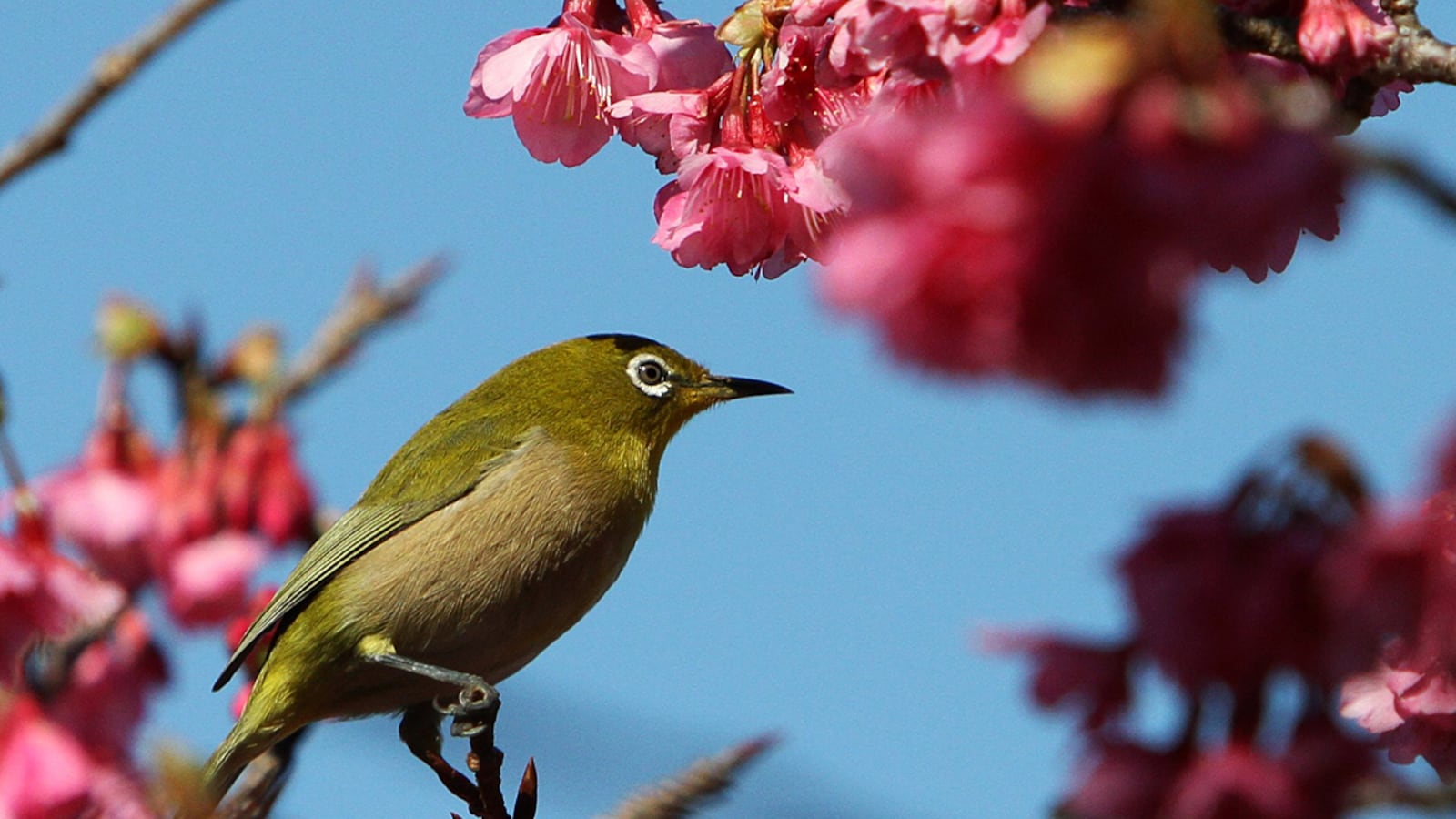 cheats/2011/07/11/snails-survive-digestion-by-birds/japanese-white-eye-110711_jytt0l