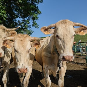 Des vaches de la race blonde d Aquitaine sont rassemblees dans un enclos lors du marquage des troupeaux avant le depart de la transhumance au plateau du Benou en valle d Ossau sur les communes de Bielle et Bilheres dans le departement des Pyrenees-Atlantiques dans le sud de la France le 4 juillet 2025.