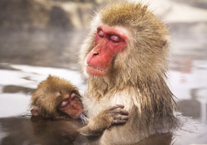 galleries/2010/03/18/life/life---3_riicu1