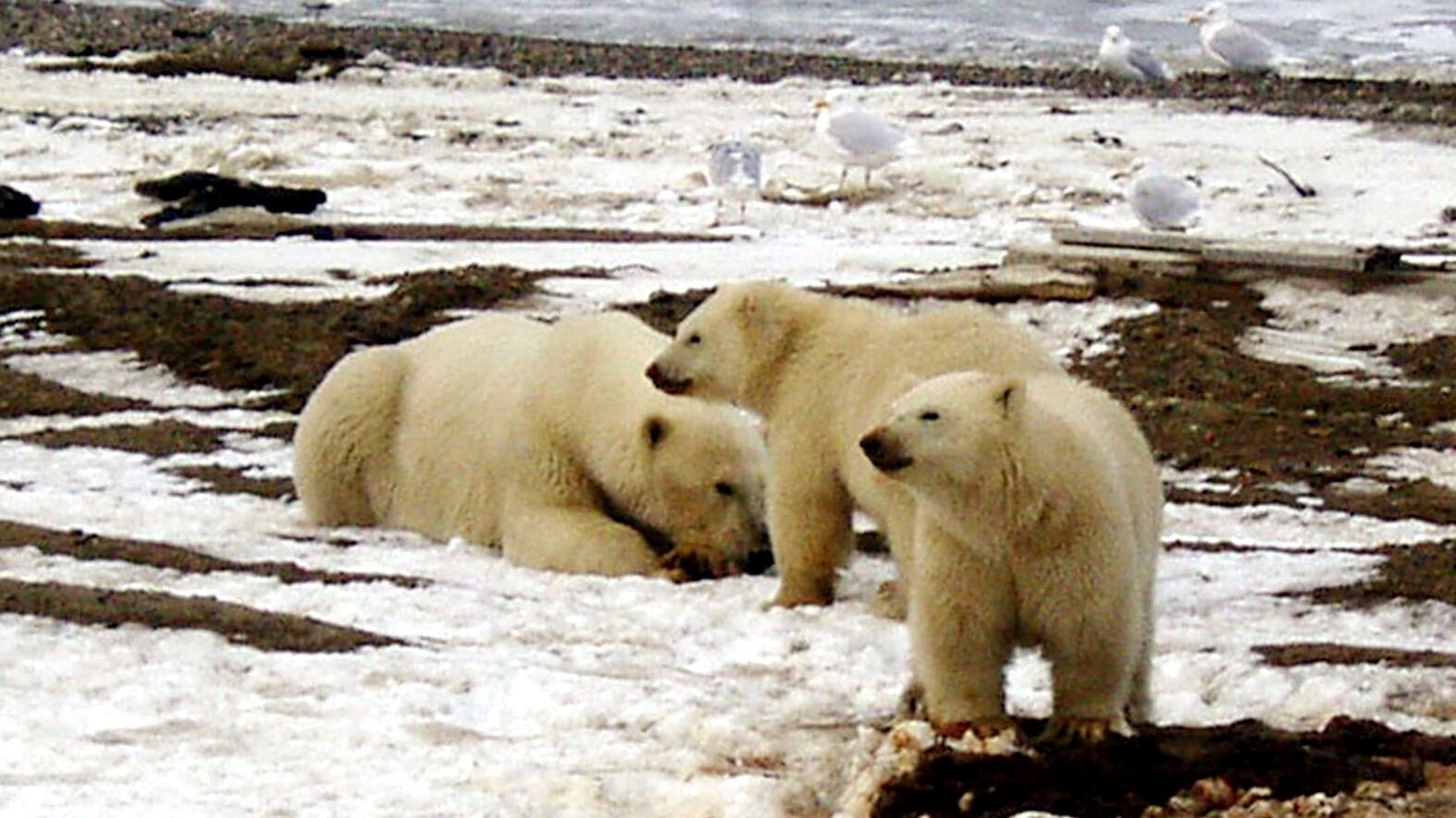 2020-12-21T000000Z_718699592_RC2ORK9109IF_RTRMADP_3_USA-ALASKA-AUCTION_s7al0a