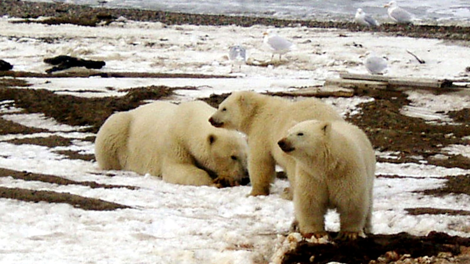 2020-12-21T000000Z_718699592_RC2ORK9109IF_RTRMADP_3_USA-ALASKA-AUCTION_s7al0a