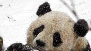 cheats/2010/01/30/star-panda-to-leave-dc-zoo/star-panda-to-leave-dc-zoo_dker3f