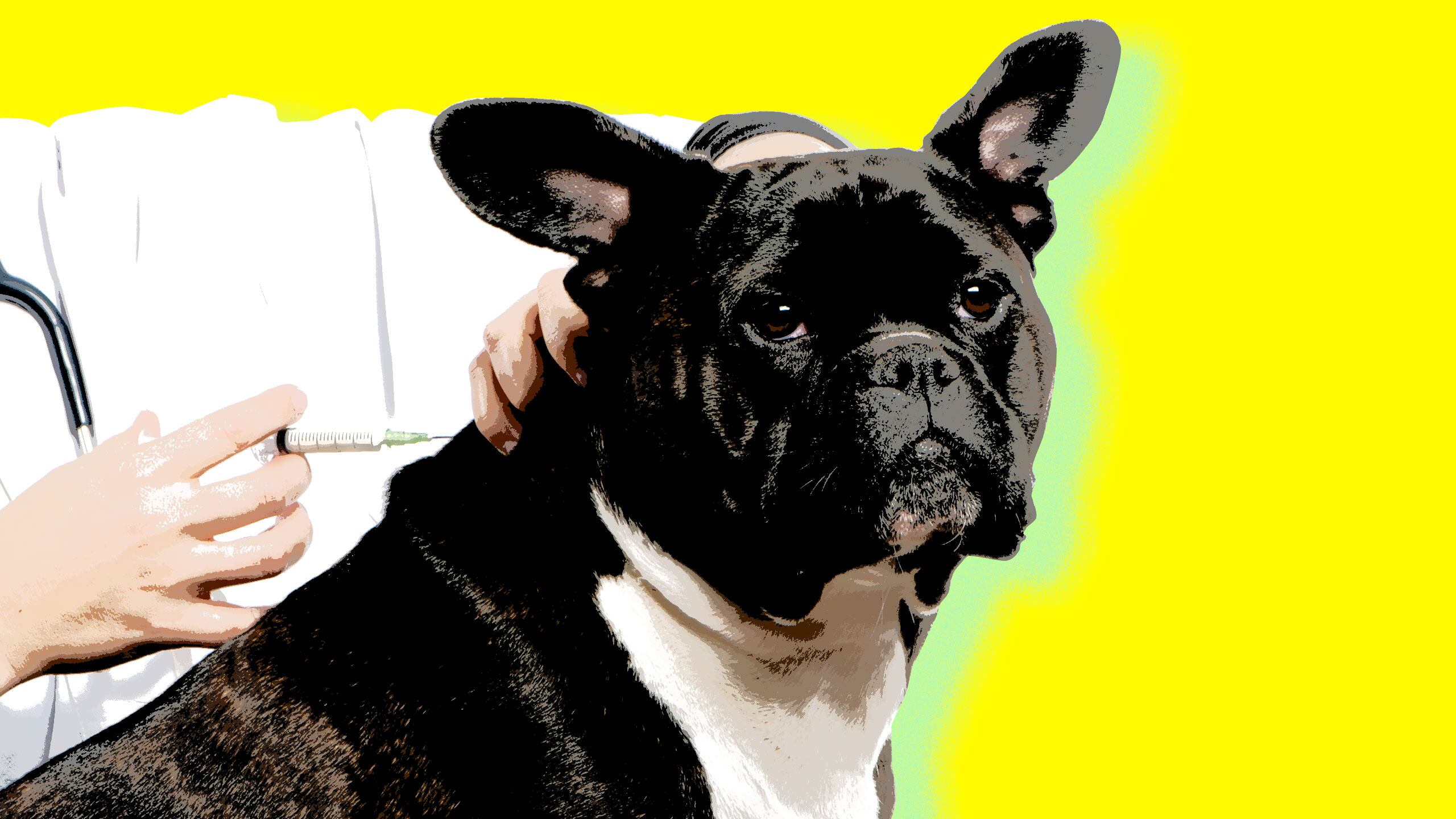 170820-offit-dog-vaccines-hero_hjl80e