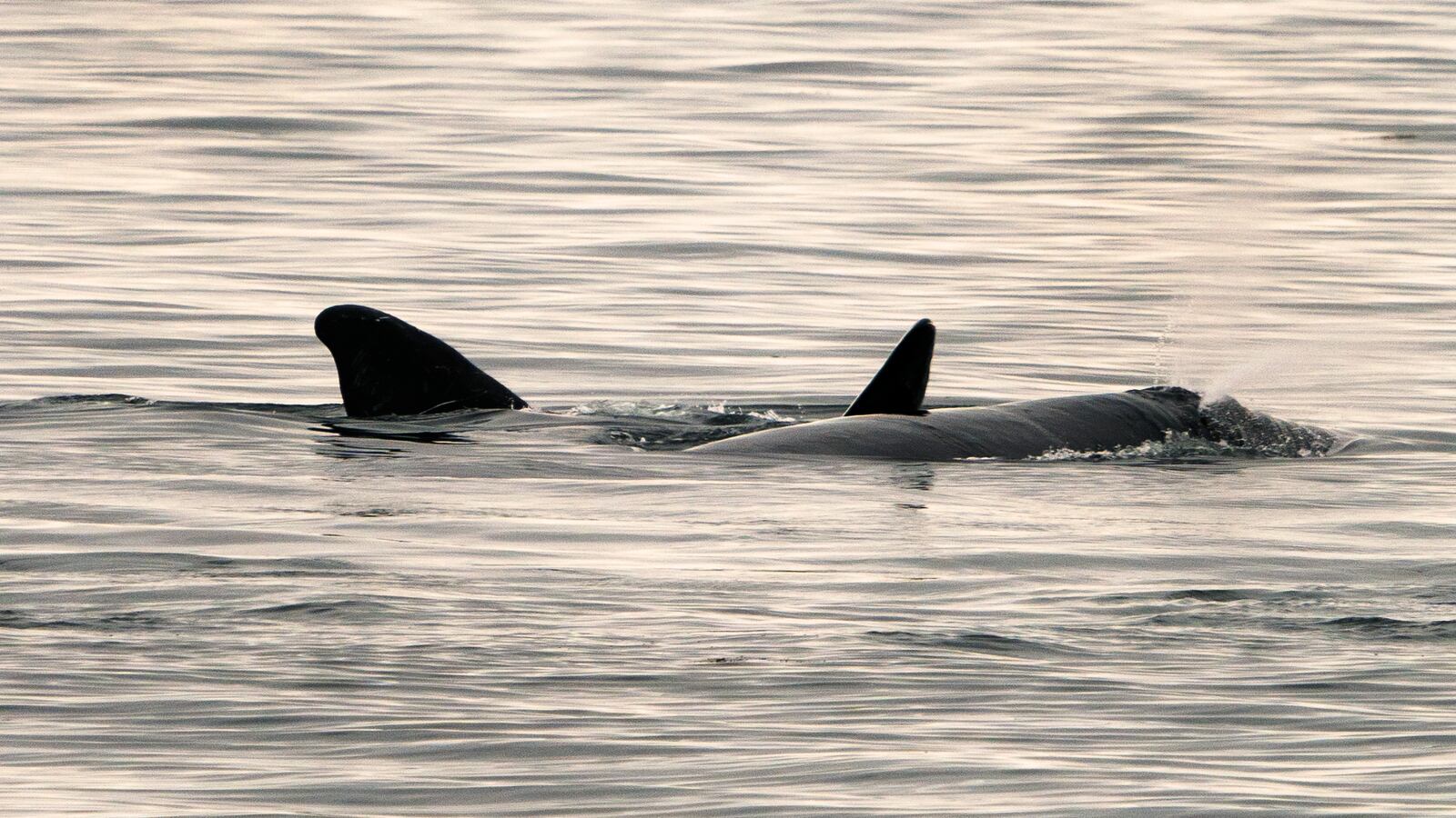 GettyImages-1137210182_ofsszz