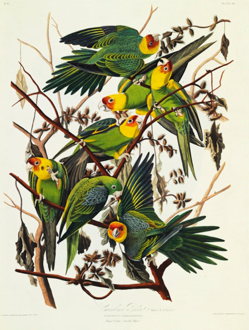 galleries/2012/01/15/christie-s-auctions-audubon-s-birds-of-america-priciest-book-ever/audubon-gal-birds_uhhaqc