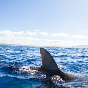 Shark in the water