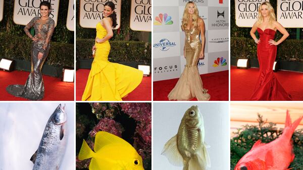 galleries/2012/01/17/fishtail-dresses-at-the-golden-globes-and-the-fish-that-inspired-them-photos/fishtails-teaser_s4nfr2