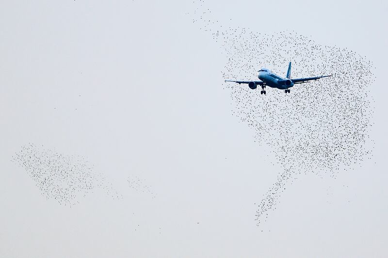 galleries/2013/10/19/the-week-in-photos-october-18-2013/131017-murmuration-wip_duuhay